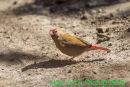 Red-billed Firefinch (female)