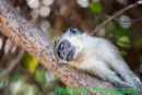 Vervet Monkey