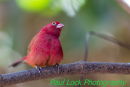 Red-billed Firefinch (male)