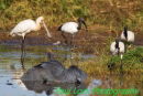 Spoonbill, Sacred Ibis with fish and Black Heron