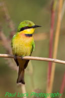 Little Bee-eater