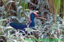 Purple Swamphen