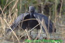 Black Heron