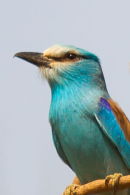 Abyssinian Roller