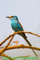 Abyssinian Roller