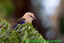 Blue-bellied Roller