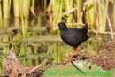 Black Crake
