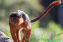 Red Colobus Monkey