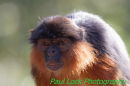 Red Colobus Monkey