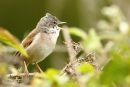 Whitethroat