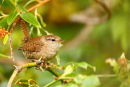 Wren