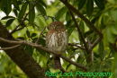 Pearl-spotted Owlet