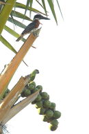 Giant Kingfisher and Senegal Parrot