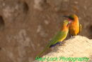 Red-throated Bee-eaters