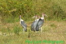 Marabou Storks