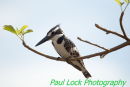 Pied Kingfisher