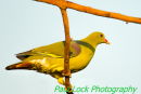 African Green Pigeon