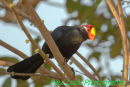 Violet Turaco