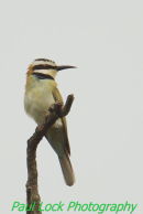 White-throated Bee-eater