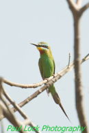 Blue-cheeked Bee-eater