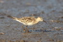 Pectoral Sandpiper