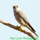 Juvenile Grey Kestrel