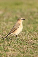Northern Wheatear