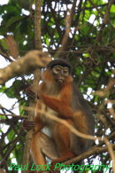 Red Colobus Monkey
