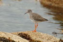 Redshank