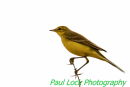 Yellow Wagtail