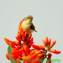 Female Beautiful Sunbird