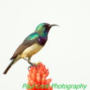 Variable Sunbird (male)