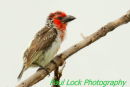 Vieillot's Barbet