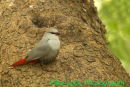 Lavender Waxbill
