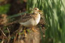 Upland Sandpiper