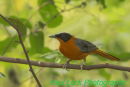 Snowy-crowned Robin Chat