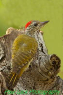 Cardinal Woodpecker