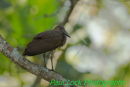 Hamerkop