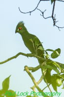 Green Turaco