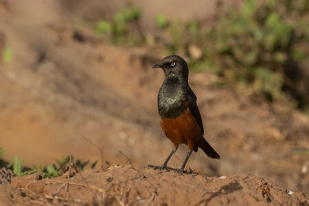 Chestnut-bellied Starling