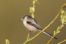 Long-tailed Tit