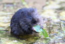 Water Vole