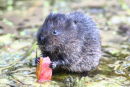 Water Vole