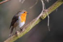 Robin