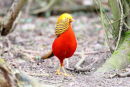 Golden Pheasant