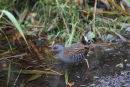 Water Rail