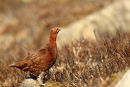 Red Grouse