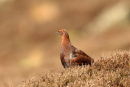 Red Grouse