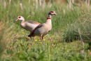 Egyptian Geese