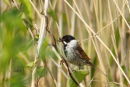 Reed Bunting